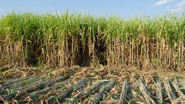 Hamparan kebun tebu yang rimbun dengan tumpukan batang tebu hasil tebangan di bagian depan