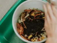 Kandang Maggot BSF Padang Berhenti, Apa Sebabnya