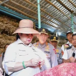 Penanaman bawang putih serentak di Sembalun, Lombok Timur