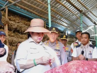 Penanaman bawang putih serentak di Sembalun, Lombok Timur