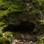 Mulut gua gelap di lereng berbatu yang tertutup lumut tebal dan serasah daun di dalam hutan