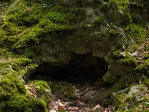 Mulut gua gelap di lereng berbatu yang tertutup lumut tebal dan serasah daun di dalam hutan