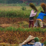 Tiga petani memanen padi dan merontokkan malainya di tengah hamparan sawah hijau
