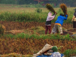 Tiga petani memanen padi dan merontokkan malainya di tengah hamparan sawah hijau