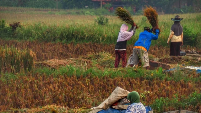 Tiga petani memanen padi dan merontokkan malainya di tengah hamparan sawah hijau