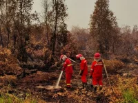 Petugas menangani kebakaran hutan dan lahan di Kalimantan