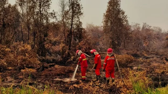 Petugas menangani kebakaran hutan dan lahan di Kalimantan
