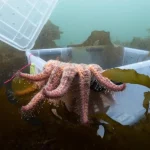Bintang laut matahari menjelajahi hutan kelp setelah dilepas dari laboratorium.