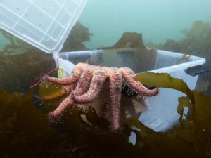 Bintang laut matahari menjelajahi hutan kelp setelah dilepas dari laboratorium.