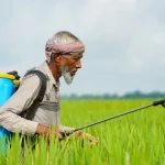 Seorang petani menyemprotkan cairan ke tanaman di hamparan lahan