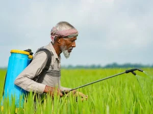 Seorang petani menyemprotkan cairan ke tanaman di hamparan lahan