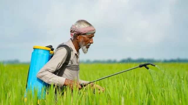 Seorang petani menyemprotkan cairan ke tanaman di hamparan lahan
