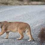 Seekor puma di kawasan Semenanjung Olympic, Washington, yang kehadirannya terbukti menurunkan risiko tabrakan rusa-kendaraan