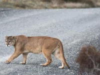 Seekor puma di kawasan Semenanjung Olympic, Washington, yang kehadirannya terbukti menurunkan risiko tabrakan rusa-kendaraan