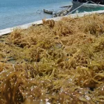 Rumput laut dijemur di atas para-para di tepi pantai.
