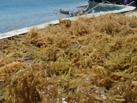 Rumput laut dijemur di atas para-para di tepi pantai.