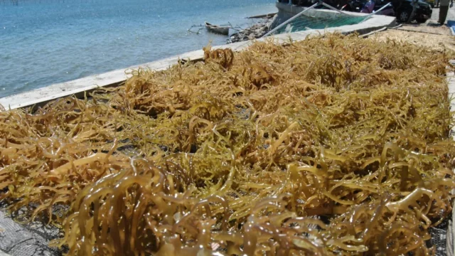 Rumput laut dijemur di atas para-para di tepi pantai.