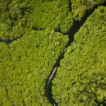 Hamparan hutan hujan tropis terlihat dari udara