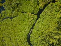 Hamparan hutan hujan tropis terlihat dari udara