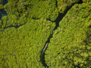 Hamparan hutan hujan tropis terlihat dari udara