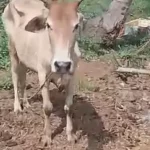 Lembu betina milik warga Simalungun yang sempat dicuri dan berhasil dikembalikan oleh polisi