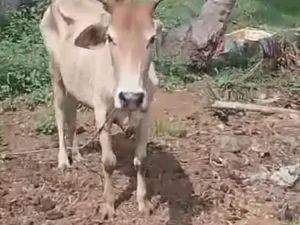Lembu betina milik warga Simalungun yang sempat dicuri dan berhasil dikembalikan oleh polisi