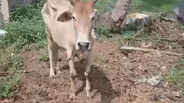 Lembu betina milik warga Simalungun yang sempat dicuri dan berhasil dikembalikan oleh polisi