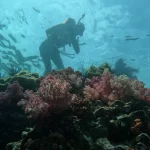 Ilustrasi penyelam mengamati terumbu karang berwarna-warni di bawah laut.