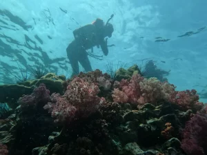 Ilustrasi penyelam mengamati terumbu karang berwarna-warni di bawah laut.