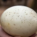 Ilustrasi cangkang telur burung unta