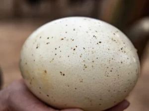 Ilustrasi cangkang telur burung unta