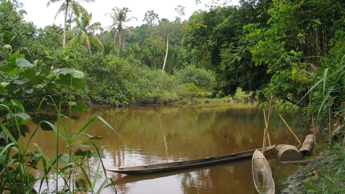 Sampan kayu tertambat di tepi sungai berair cokelat di Pulau Siberut