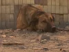 Anjing penjaga berbulu cokelat berantai rebah di tanah berdebu di Birjand, Iran