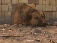 Anjing penjaga berbulu cokelat berantai rebah di tanah berdebu di Birjand, Iran