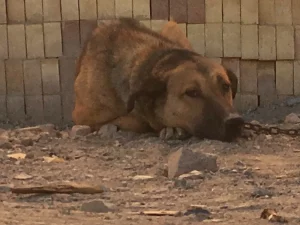 Anjing penjaga berbulu cokelat berantai rebah di tanah berdebu di Birjand, Iran