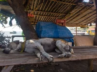 Seekor anjing liar tidur di atas bangku kayu tepi jalan di Padangbai, Bali.