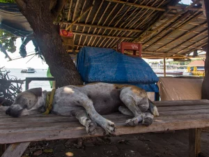 Seekor anjing liar tidur di atas bangku kayu tepi jalan di Padangbai, Bali.