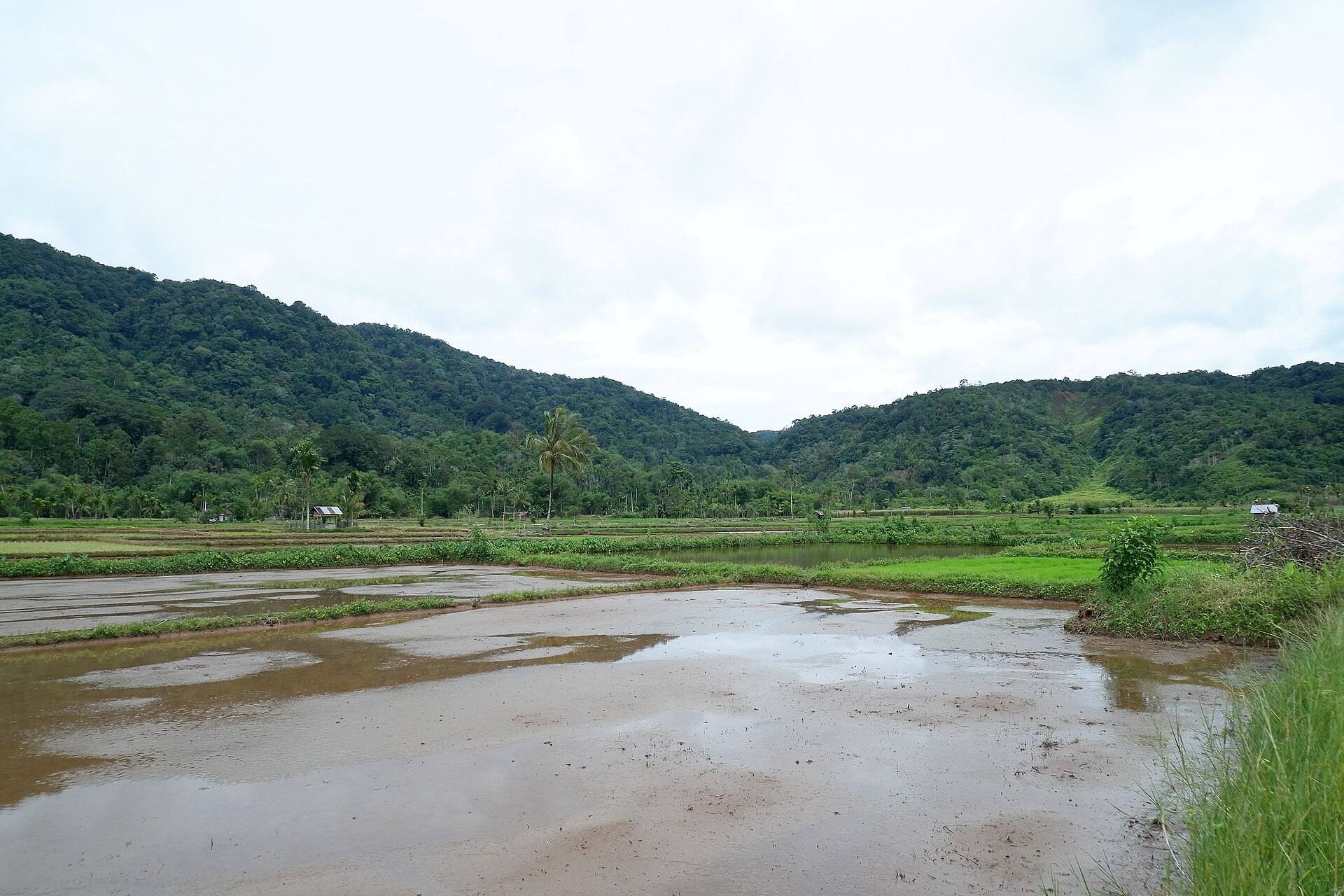 Hamparan sawah berair di kaki perbukitan hijau di Talu, Sumatera Barat.