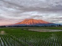 Kerucut Gunung Marapi menjulang di atas hamparan sawah hijau di Sumatera Barat di bawah langit berawan tebal.