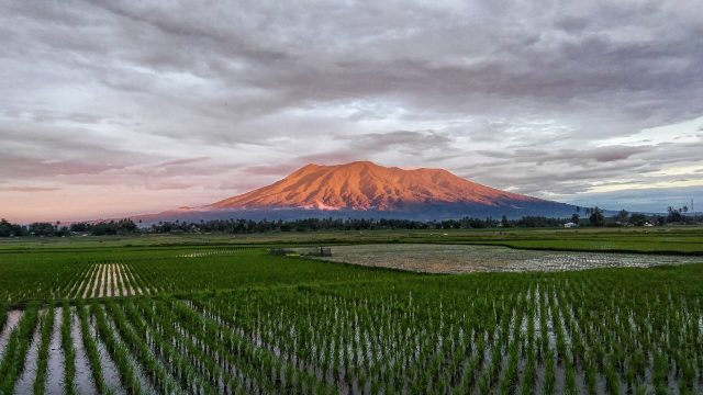 Kerucut Gunung Marapi menjulang di atas hamparan sawah hijau di Sumatera Barat di bawah langit berawan tebal.