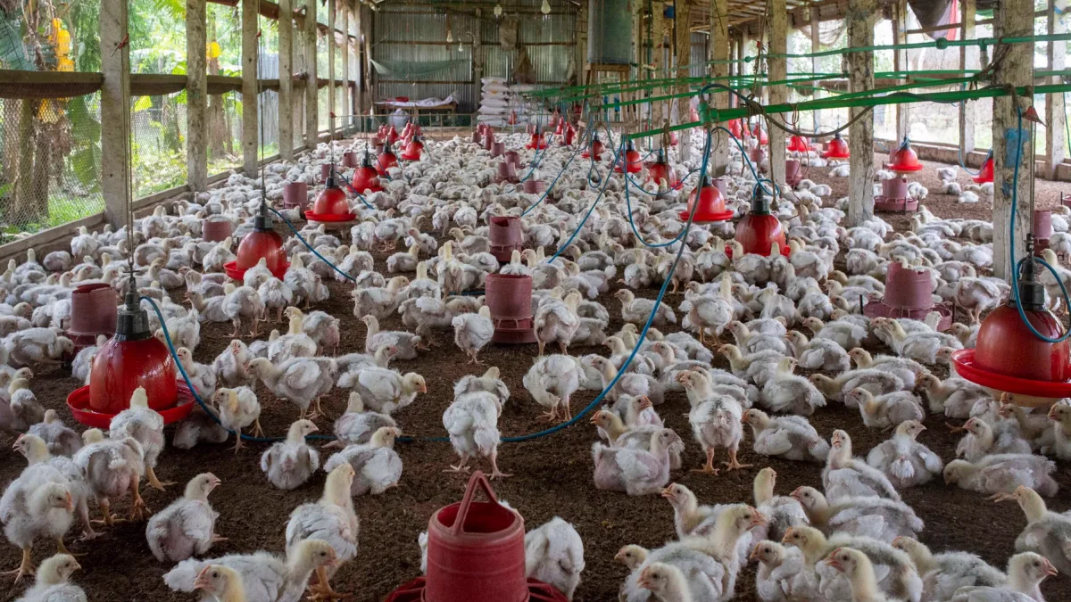 Ratusan ayam broiler putih di kandang beratap dengan tempat pakan dan minum merah