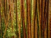 Rumpun batang bambu tua yang tumbuh rapat di hutan