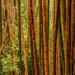 Rumpun batang bambu tua yang tumbuh rapat di hutan