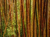 Rumpun batang bambu tua yang tumbuh rapat di hutan