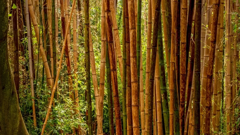Rumpun batang bambu tua yang tumbuh rapat di hutan