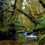 Ilustrasi hutan hujan berlumut dengan aliran sungai di Taman Nasional Gunung Leuser, Aceh
