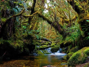 Ilustrasi hutan hujan berlumut dengan aliran sungai di Taman Nasional Gunung Leuser, Aceh