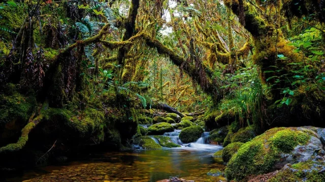Ilustrasi hutan hujan berlumut dengan aliran sungai di Taman Nasional Gunung Leuser, Aceh