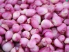 Bawang merah segar dalam keranjang anyaman