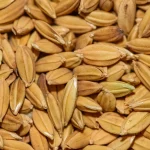 Butiran beras cokelat dalam jarak dekat